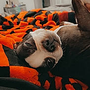 Ziggy joined the competition — help win amazing prizes! dog, blanket, orange, black, indoor, relaxed, lying_down, pet, canine, fur, bedroom, cozy, soft, comfort, resting, animal, snout, whiskers, close_up, home