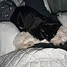 Luna is registered to the contest to win money with this photo: black_cat, white_dog, pets, bed, blanket, quilt, snuggling, cozy, sleeping, fur, indoor, animal, domestic, resting, cute, companion, quiet, nighttime, comfort, blanket_pattern