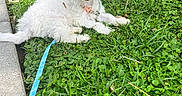 Luna is registered to the contest to win money with this photo: dog, puppy, white_fur, grass, outdoor, leash, happy, tongue_out, sidewalk, collar, cute, pet, nature, sunlight, greenery, playful, animal, small_dog, resting, summer