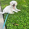 dog, puppy, white_fur, grass, outdoor, leash, happy, tongue_out, sidewalk, collar, cute, pet, nature, sunlight, greenery, playful, animal, small_dog, resting, summer