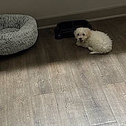 Luna is registered to the contest to win money with this photo: puppy, dog, white, pet_bed, food_bowl, floor, wooden_floor, indoor, happy, cute, small_dog, fluffy, animal, pet, looking_up, lying_down, domestic, cozy, home, canine