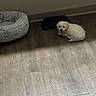 puppy, dog, white, pet_bed, food_bowl, floor, wooden_floor, indoor, happy, cute, small_dog, fluffy, animal, pet, looking_up, lying_down, domestic, cozy, home, canine