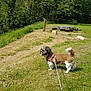 Indiana a rejoint le concours — aidez-le/la à gagner de superbes lots ! dog, leash, grass, greenery, outdoor, sunny, garden, trees, pet, canine, fur, nature, daylight, stone, shrub, animal, walking, summer, park, happy