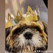 Indiana participe au concours pour gagner de l'argent avec cette photo : dog, crown, cone_collar, pet, portrait, indoor, close_up, fur, face, brown, white, black, animal, cute, messy, whiskers, expression, domestic_animal, headwear, canine