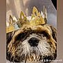 dog, crown, cone_collar, pet, portrait, indoor, close_up, fur, face, brown, white, black, animal, cute, messy, whiskers, expression, domestic_animal, headwear, canine