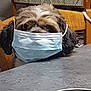 Indiana a rejoint le concours — aidez-le/la à gagner de superbes lots ! dog, mask, table, chair, indoor, furniture, pet, brown, white, curious, fur, household, cozy, domestic, animal, face_mask, seated, wood, tabletop, ear_flap