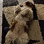 dog, fluffy, lying_down, belly_up, carpet, indoor, relaxed, pet, fur, animal, paw, floor, pattern, cozy, cute, domestic, mammal, resting, companion, canine