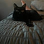 black_cat, bed, blanket, cat, domestic_cat, feline, fur, indoor, laying_down, mammal, pet, quiet, resting, sleepy, texture, whiskers, wildlife, animal, cozy, blurred_background