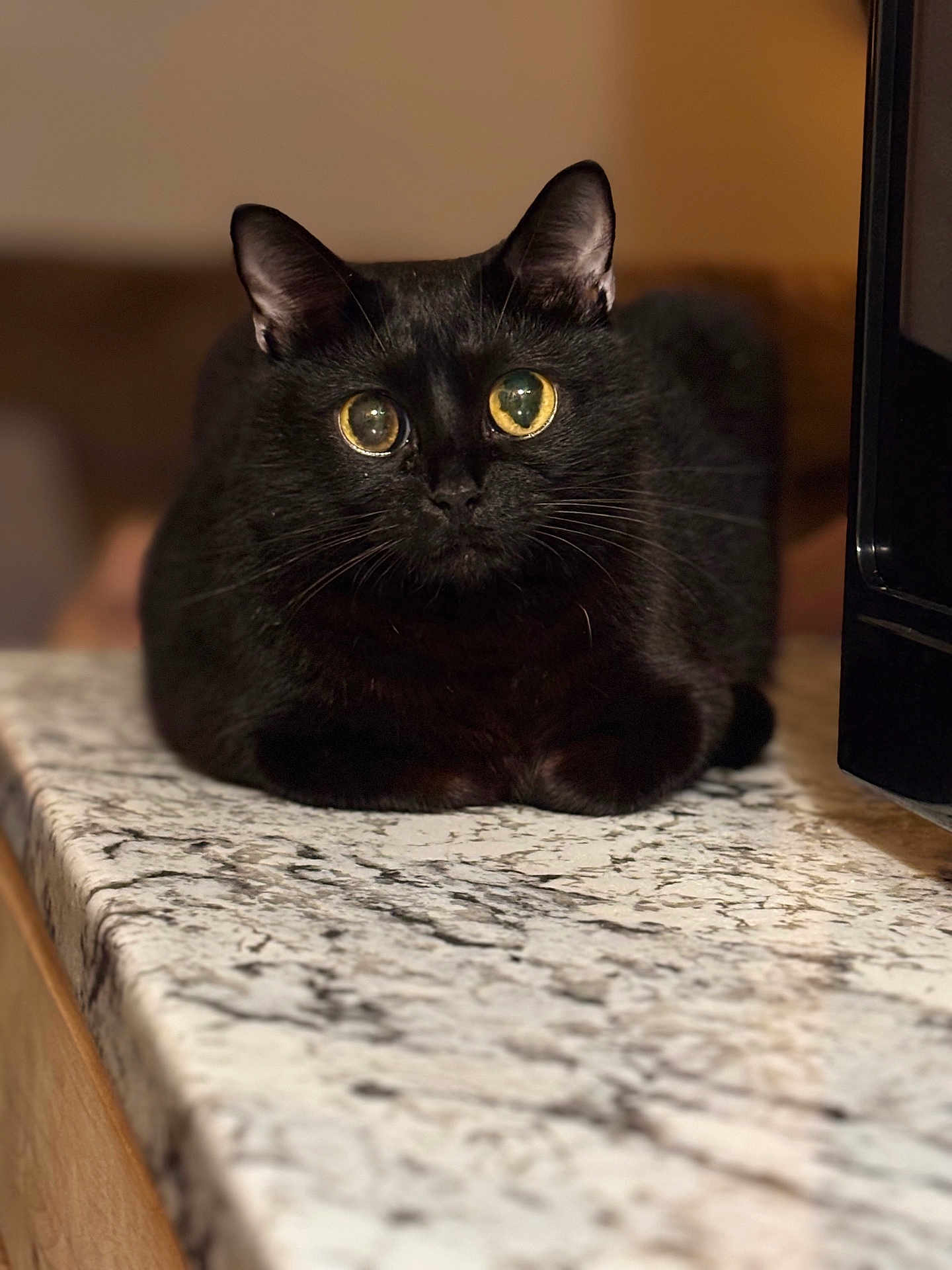 Baby is registered to the contest to win money with this photo: cat, black_cat, pet, animal, indoor, countertop, marble, feline, closeup, portrait, curious, golden_eyes, whiskers, ears, domestic_cat, resting, looking, kitchen, cute, mammal