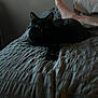 Baby is registered to the contest to win money with this photo: black_cat, cat, bed, blanket, human_foot, indoor, pet, animal, relaxing, dim_light, cozy, feline, resting, domestic, quiet, shadow, texture, eyes, dark, comfort