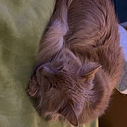 Willow is registered to the contest to win money with this photo: bed, blanket, cat, close_up, cozy, curled_up, domestic_animal, fur_texture, furry, ginger_cat, indoor, long_haired, nap, paw, pet, portrait, relaxed, resting, sleeping_cat, whiskers