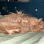 Willow is registered to the contest to win money with this photo: bed, blanket, cat, close_up, cozy, domestic_animal, dresser, feline, fluffy, fur, indoor, nap, orange_cat, pet, pillow, portrait, resting, sleeping, soft, whiskers