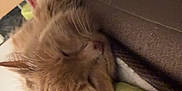 Willow is registered to the contest to win money with this photo: bedding, blanket, cat, closeup, couch, cozy, domestic_cat, ear, fluffy, fur, furniture, head, indoor, nap, orange_cat, pet, portrait, relaxed, sleeping, whiskers