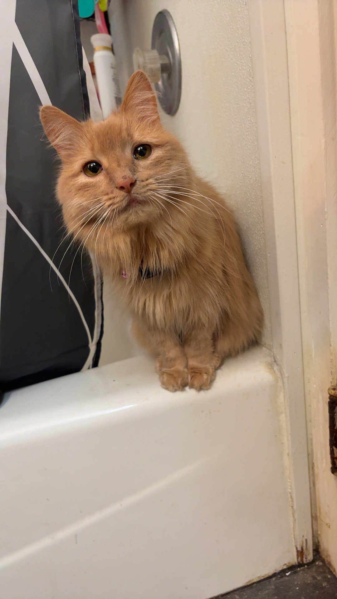 Willow is registered to the contest to win money with this photo: bathroom, bathtub_edge, cat, close_up, collar, curious, feline, fluffy, fur, indoor, muzzle, orange_cat, paws, pet, portrait, shower_curtain, sitting, tile, wall, whiskers