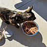 cat, tortoiseshell_cat, food_bowl, wet_cat_food, concrete, shadow, can, spoon, outdoor, sunlight, pet, animal, side_view, feeding, social_media_screenshot, interface, comment_section, like_button, notification_icons, mobile_screen