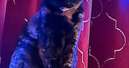 Nala joined the competition — help win amazing prizes! animal, blue_light, cat, cat_tree, cozy, curtain, decoration, feline, festive, furry, home, indoor, patterned_curtain, pet, portrait, purple_light, shadow, sitting, snowflake, tortoiseshell_cat