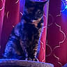 cat, tortoiseshell_cat, cat_tree, curtain, snowflake, decoration, indoor, pet, animal, feline, patterned_curtain, purple_light, blue_light, festive, sitting, furry, portrait, home, cozy, shadow