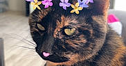 Nala is registered to the contest to win money with this photo: cat, tortoiseshell_cat, flower_crown, digital_filter, indoor, couch, pet, animal, fur, whiskers, yellow_eyes, closeup, cute, domestic_cat, living_room, television, blurred_background, pink_heart, relaxed, seated