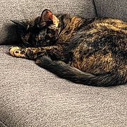 Nala joined the competition — help win amazing prizes! cat, tortoiseshell, sleeping, couch, furniture, pet, animal, cozy, resting, fur, domestic_cat, indoor, relaxation, cute, whiskers, tail, paw, texture, calm, nap