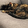 cat, tortoiseshell, sleeping, couch, furniture, pet, animal, cozy, resting, fur, domestic_cat, indoor, relaxation, cute, whiskers, tail, paw, texture, calm, nap