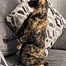 cat, tortoiseshell, pet, feline, indoor, couch, pillow, pattern, fur, sitting, side_view, alert, home, cozy, animal, domestic, resting, furniture, comfortable, looking