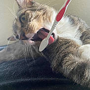 Sir Pounce is registered to the contest to win money with this photo: cat, tongue, toothbrush, closeup, whiskers, fur, playful, pet, animal, curious, indoor, texture, face, paw, domestic, muzzle, relaxed, feline, light, background