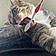 Sir Pounce