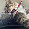 cat, tongue, toothbrush, closeup, whiskers, fur, playful, pet, animal, curious, indoor, texture, face, paw, domestic, muzzle, relaxed, feline, light, background