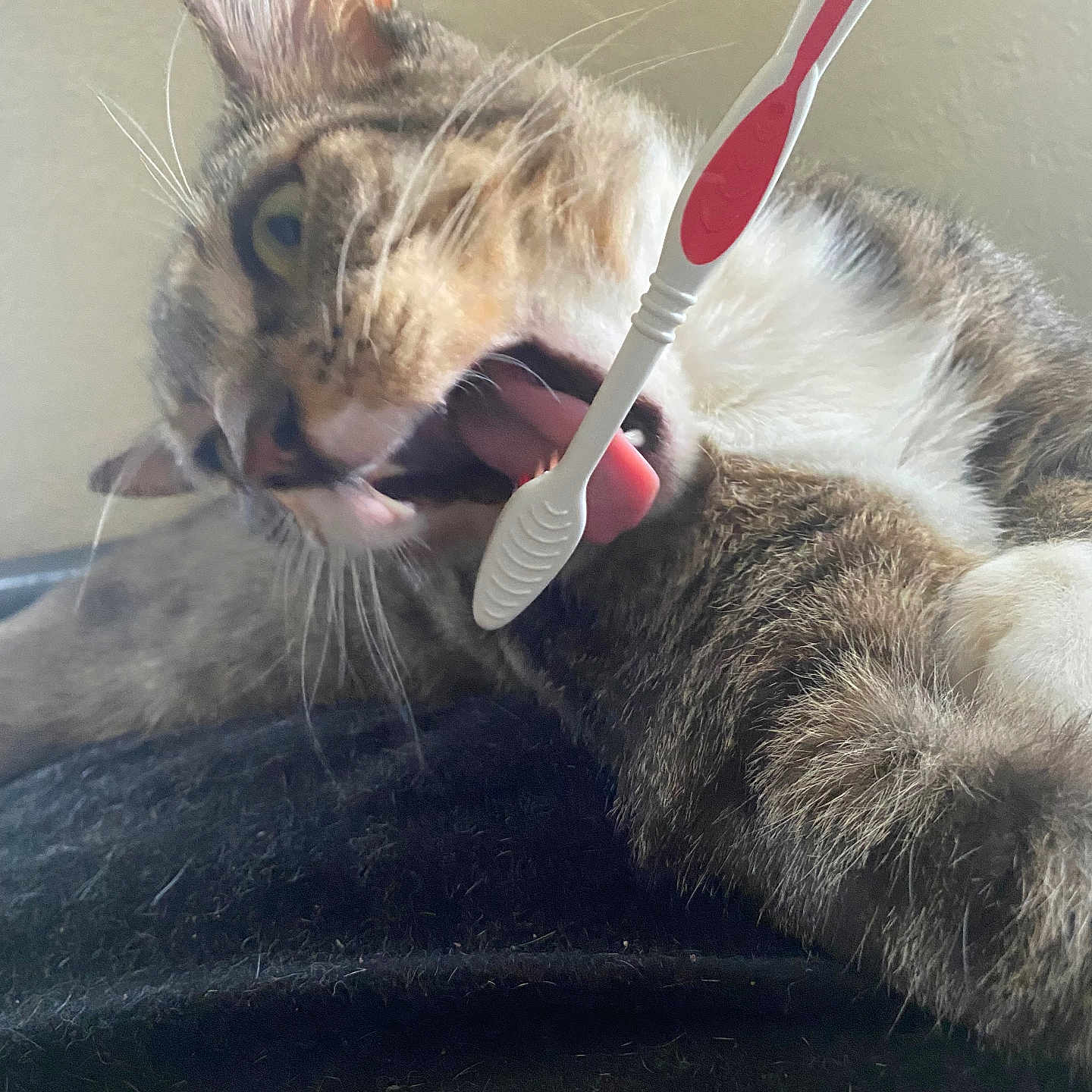 Sir Pounce is registered to the contest to win money with this photo: cat, tongue, toothbrush, closeup, whiskers, fur, playful, pet, animal, curious, indoor, texture, face, paw, domestic, muzzle, relaxed, feline, light, background