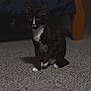Blossom joined the competition — help win amazing prizes! kitten, cat, tuxedo_cat, pet, indoor, carpet, furniture, dark_background, white_paws, white_chest, black_fur, small_animal, cute, sitting, animal, young, domestic_cat, feline, low_light, shadow