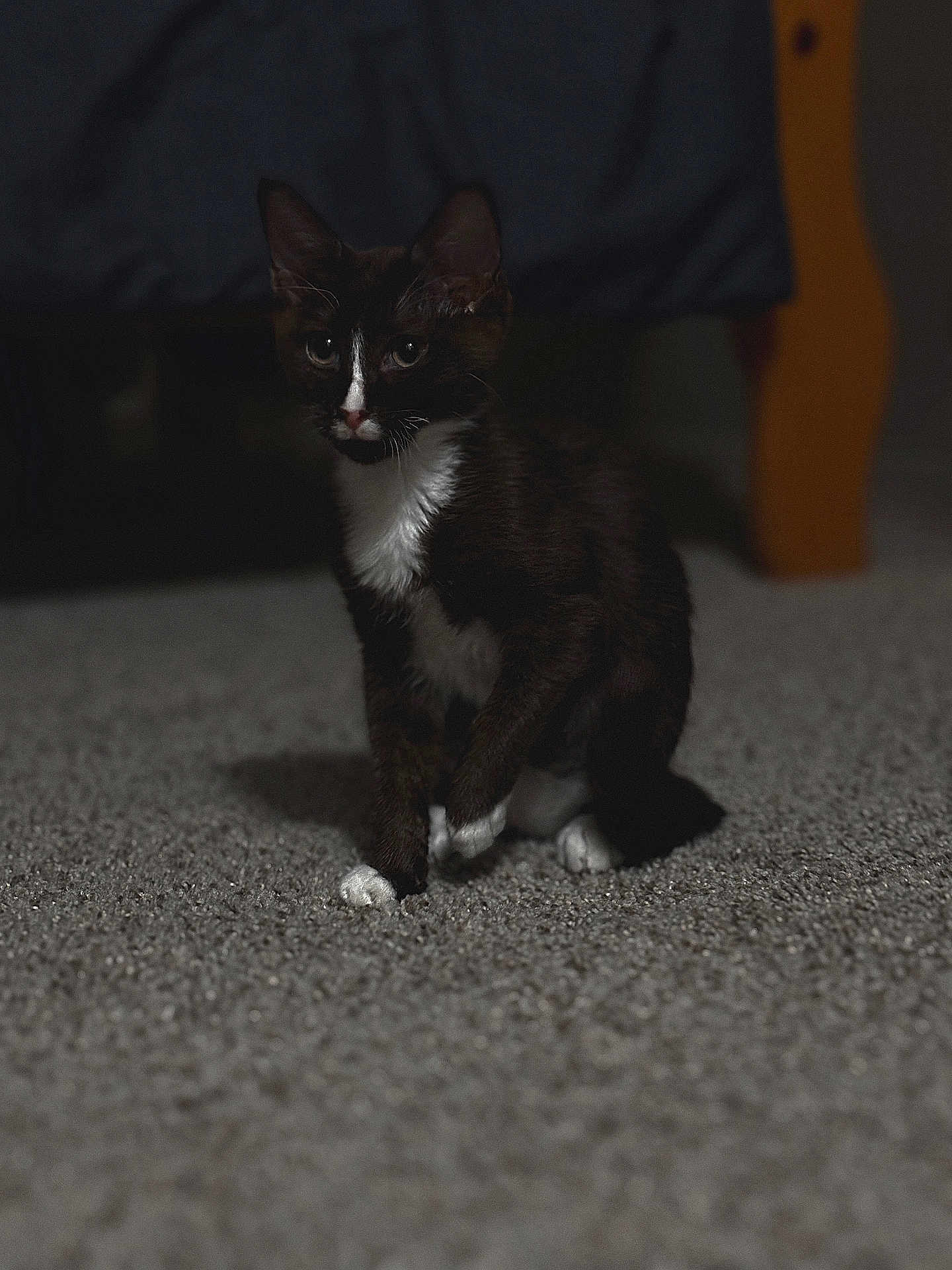 Blossom joined the competition — help win amazing prizes! kitten, cat, tuxedo_cat, pet, indoor, carpet, furniture, dark_background, white_paws, white_chest, black_fur, small_animal, cute, sitting, animal, young, domestic_cat, feline, low_light, shadow