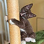 Blossom joined the competition — help win amazing prizes! cat, kitten, tuxedo_cat, scratching_post, climbing, curious, indoor, feline, pet, whiskers, paws, green_carpet, closeup, playful, young_animal, cute, fur, ears, home, animal
