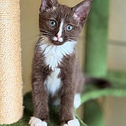 Blossom joined the competition — help win amazing prizes! kitten, cat, blue_eyes, brown_fur, white_fur, cat_tree, carpeted, pet, animal, cute, curious, whiskers, ears, paws, indoor, feline, young, portrait, soft_texture, close_up