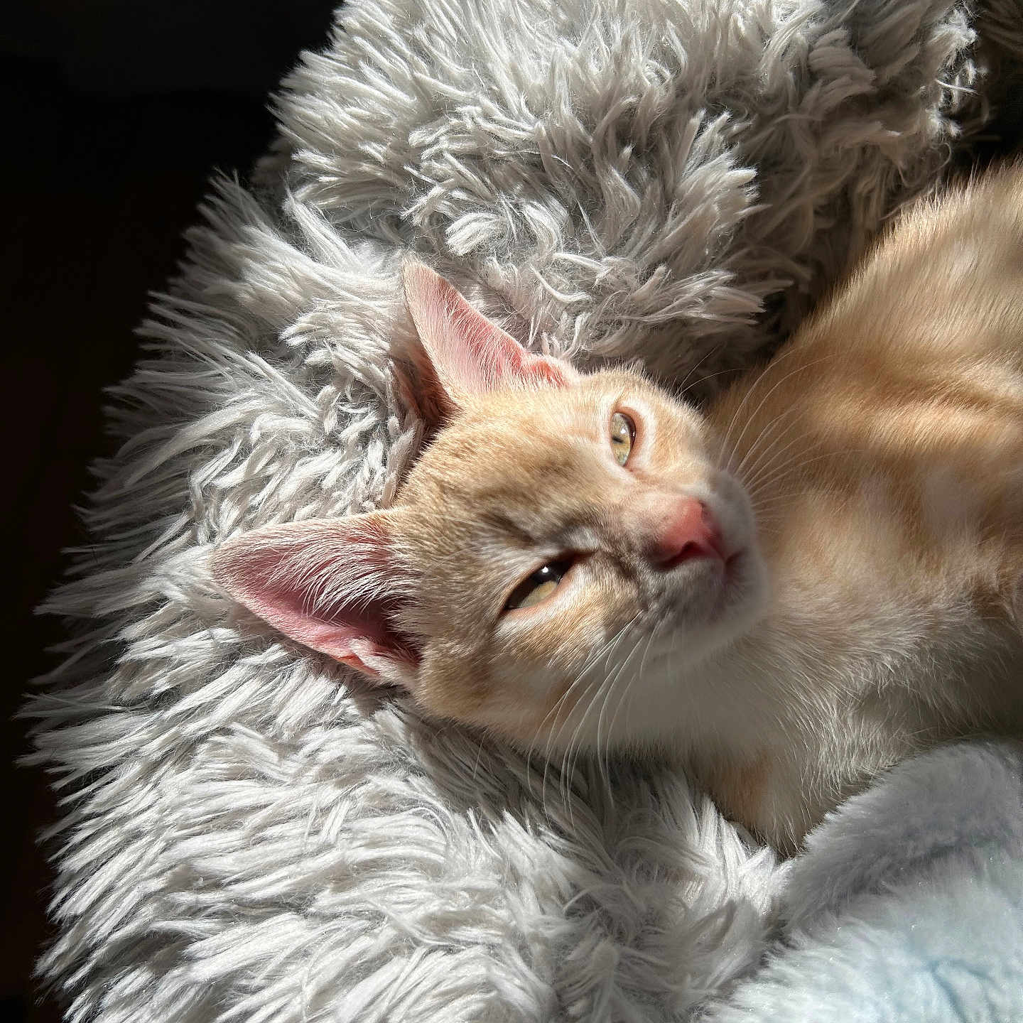 Bella a rejoint le concours — aidez-le/la à gagner de superbes lots ! animal, cat, closeup, comfort, cozy, cute, ears, face, fluffy_blanket, fur, indoors, kitten, nap, orange_tabby, pet, relaxed, sleepy, soft, sunlight, whiskers