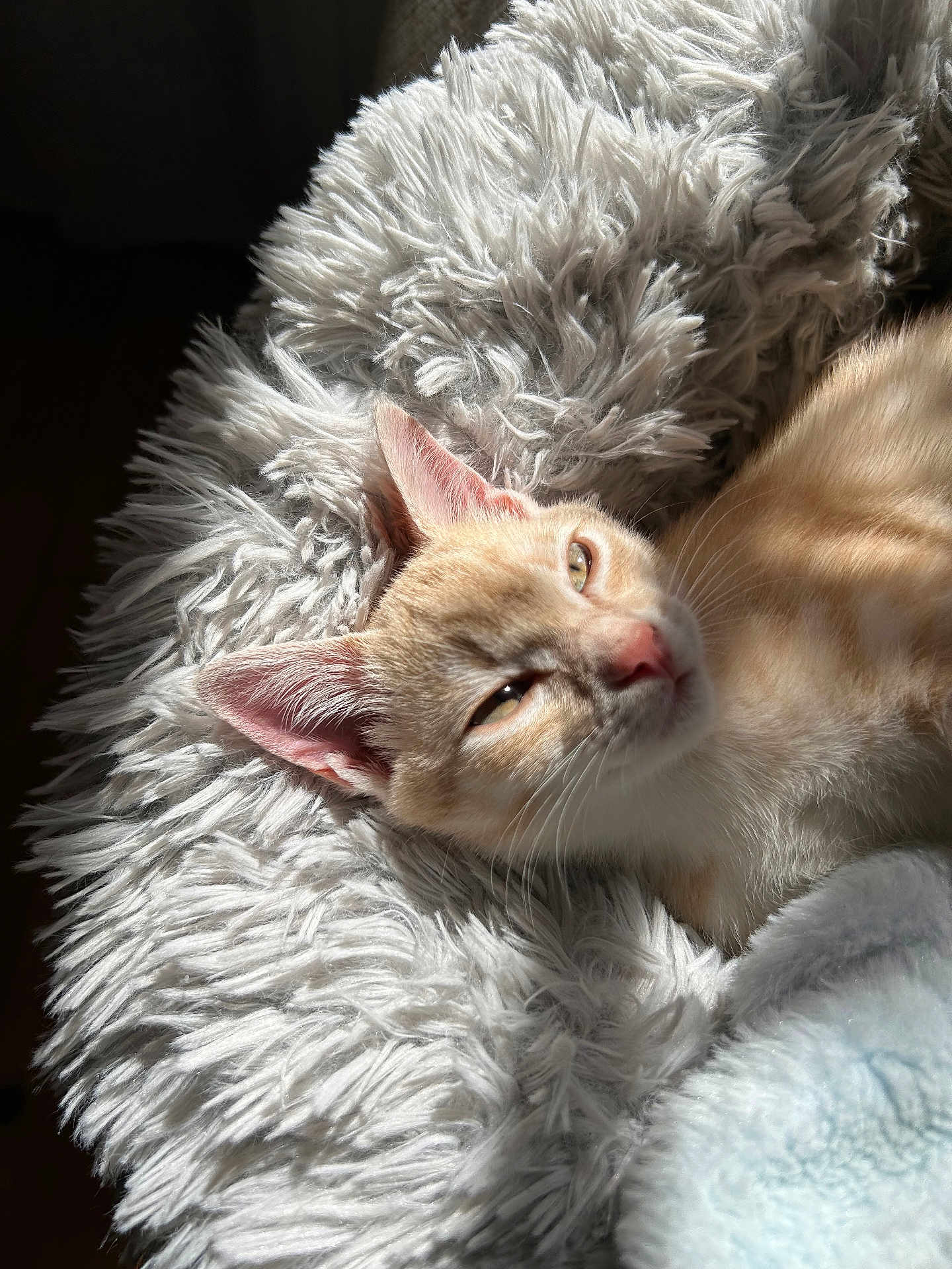Bella a rejoint le concours — aidez-le/la à gagner de superbes lots ! cat, kitten, orange_tabby, fluffy_blanket, sunlight, sleepy, pet, fur, whiskers, cute, animal, indoors, cozy, relaxed, closeup, face, ears, nap, soft, comfort
