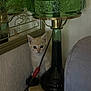 Bella participe au concours pour gagner de l'argent avec cette photo : kitten, cat, lamp, green_glass, table, corner, wall, framed_picture, indoor, curious, small, pet, animal, light, shadow, furniture, cable, cozy, closeup, cute