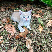 Bella participe au concours pour gagner de l'argent avec cette photo : kitten, cat, animal, outdoor, grass, dry_leaves, nature, young, cute, curious, small, feline, pet, blue_eyes, wildlife, mammal, ground, plant, daylight, closeup