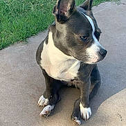 Athena is registered to the contest to win money with this photo: dog, pet, sitting, sidewalk, grass, paws, ears, white_chest, gray_fur, short_hair, portrait, outdoor, sunlight, muzzle, whiskers, pawpads, canine, companion, curious, suburban