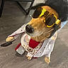 Bailey joined the competition — help win amazing prizes! accessories, animal, celebrity_style, costume, creative, cute, disguise, dog, fashion, funny, indoors, pet, portrait, sparkles, standing, stars, sunglasses, white_clothing, wig, wood_floor