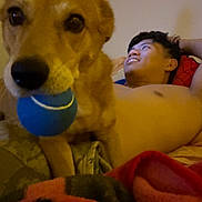 Bailey joined the competition — help win amazing prizes! animal, bed, bedroom, blanket, blue_ball, close_up, dog, golden_retriever, home, human, indoors, lying_down, male, person, pet, playtime, portrait, relaxed, toy, warm_lighting