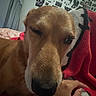 Bailey is registered to the contest to win money with this photo: bed, bedroom, blanket, brown_fur, close_up, cozy, dog, floppy_ears, golden_dog, home, indoors, lounging, muzzle, nose, pet, portrait, relaxed, sleeping, sleepy, wide_angle