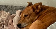 Bailey is registered to the contest to win money with this photo: animal, bed, bedroom, blanket, brown_dog, cozy, curled_up, dog, fur, home, indoors, nap, paws, pet, plush_toy, portrait, relaxed, resting, sleeping, snout
