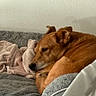 Bailey is registered to the contest to win money with this photo: dog, sleeping, curled_up, brown_dog, pet, animal, bed, blanket, plush_toy, bedroom, indoors, cozy, relaxed, resting, snout, paws, fur, home, nap, portrait