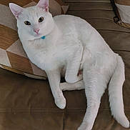 Flocon participe au concours pour gagner de l'argent avec cette photo : cat, white_cat, collar, bell, couch, sofa, pillow, cushion, relaxed, chonky, pet, indoor, fur, paws, tail, whiskers, looking_at_camera, portrait, home, cozy