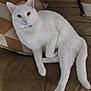 cat, white_cat, collar, bell, couch, sofa, pillow, cushion, relaxed, chonky, pet, indoor, fur, paws, tail, whiskers, looking_at_camera, portrait, home, cozy