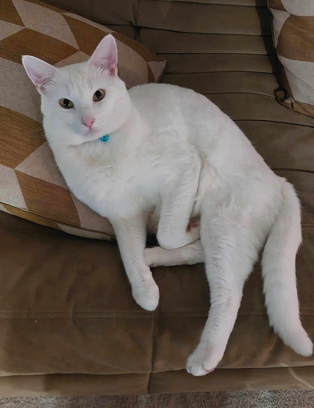 Flocon participe au concours pour gagner de l'argent avec cette photo : cat, white_cat, collar, bell, couch, sofa, pillow, cushion, relaxed, chonky, pet, indoor, fur, paws, tail, whiskers, looking_at_camera, portrait, home, cozy