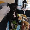 dog, black_dog, indoor, couch, blanket, pictures, horse_photos, table, lantern, curtains, window, radiator, cozy, living_room, pet, animal, resting, photography, furniture, daylight