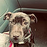 puppy, dog, black_dog, pet, animal, car_interior, floor, collar, person_leg, shoe, pink_shoe, close_up, cute, young_dog, looking_up, indoors, companion, curious, sitting, portrait