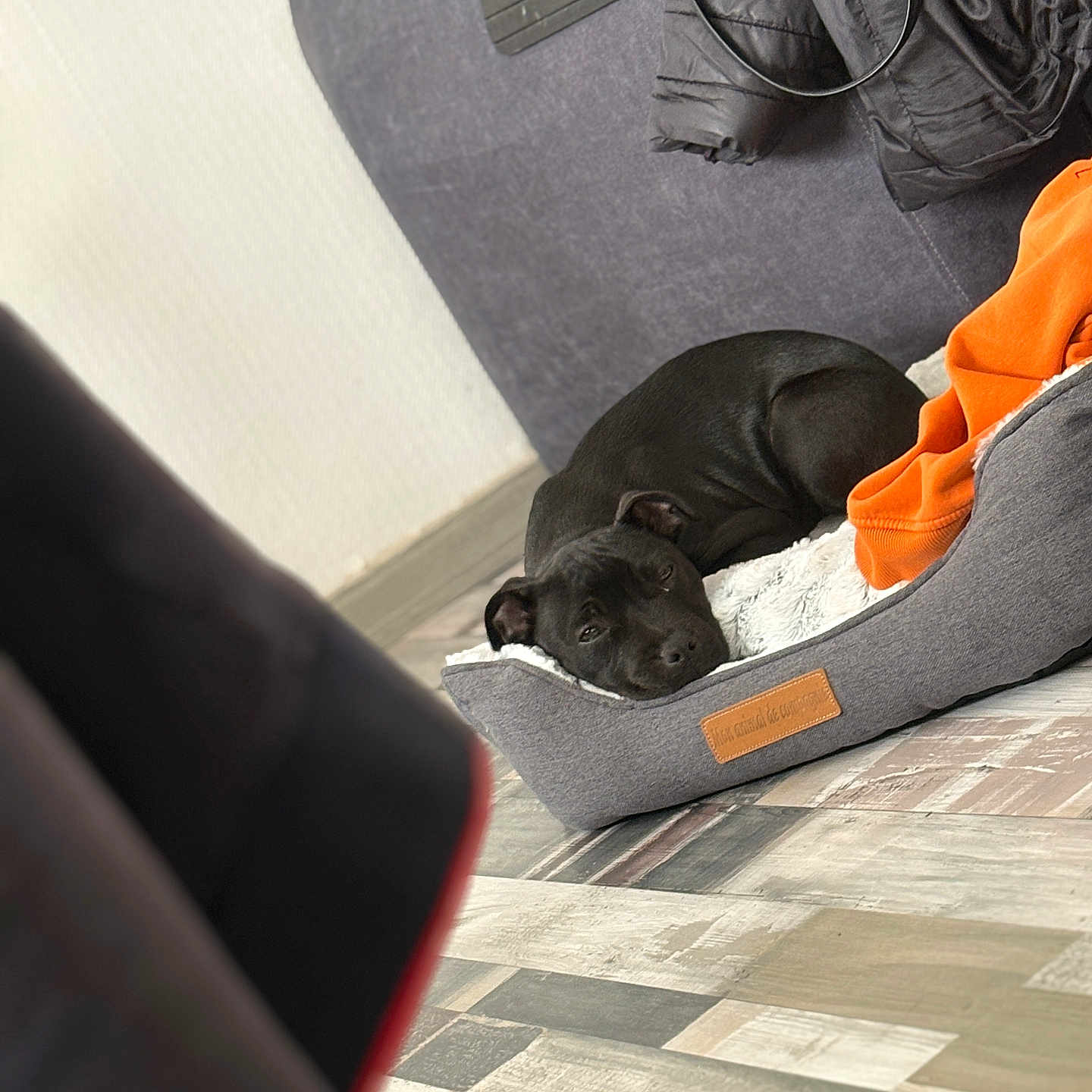 Alba a rejoint le concours — aidez-le/la à gagner de superbes lots ! dog, black_dog, pet_bed, blanket, orange_blanket, couch, jacket, floor_tiles, indoor, resting, sleepy, cozy, plush, home, fur, canine, pet, relaxing, furniture, living_room