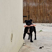 Alba participe au concours pour gagner de l'argent avec cette photo : dog, black_dog, pet, toy, bone_toy, concrete, wall, gate, wooden_gate, outdoor, animal, playful, standing, chewing, pet_toy, daylight, paw, snout, ears, fur